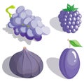Lilac fruit Royalty Free Stock Photo