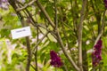 Lilac garden, colorful lilac Chartes Joly blossom and flowe