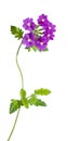 Lilac garden verbena, isolated