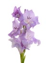 Lilac gladiolus Royalty Free Stock Photo