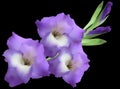 Lilac gladiolus flower isolated on black