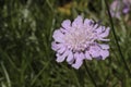 Lilac `Grass-leaved Scabious` flower - Lomelosia Graminifolia