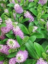 Lilac Hebe Addenda flowers also known as Shrubby Veronica`s