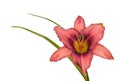 Lilac hemerocallis daylily Royalty Free Stock Photo
