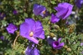 Lilac hibiscus bush in bloom Alyogyne huegelli Royalty Free Stock Photo