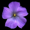 Lilac hibiscus flower Royalty Free Stock Photo