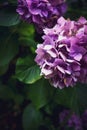 Lilac Hydrangea Blooms
