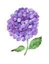 Lilac hydrangea flowers isolated on white background.