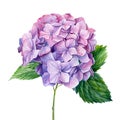 Lilac hydrangea flowers, isolated white background. Watercolor botanical illustration