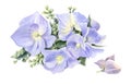 Lilac hydrangeas. Watercolor flowers isolated on a white background Royalty Free Stock Photo