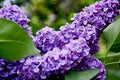 Lilac of incredible purple colors