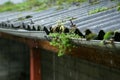 Ine Boathouse is traditional Fisherman Village on a rainy day of Kyoto.