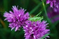 Lilac inflorescence of delicate flowers of chive onion habitat of grasshopper