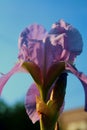 Lilac iris flower.