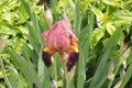 The lilac iris flower is covered with water droplets after a summer rain. Royalty Free Stock Photo