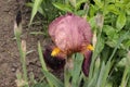 The lilac iris flower is covered with water droplets after a summer rain. Royalty Free Stock Photo