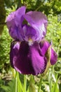 Lilac iris flower in the shade of a tree Royalty Free Stock Photo