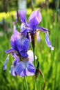 Lilac iris flowers