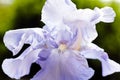 Lilac iris Royalty Free Stock Photo