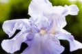 Lilac iris