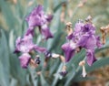 Lilac irises. Melancholy picture. A non-contrast photo.