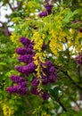 Lilac and laburnum trees grow in close proximity. Lilac tree has purple blooms in spring, and laburnum tree has yellow flowers. Royalty Free Stock Photo