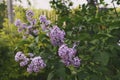 Lilac (lat. syringa vulgaris) blooming in spring