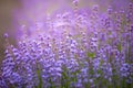 Lilac lavender aromatic flowers, cultivation of lavender plant u Royalty Free Stock Photo