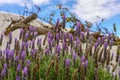 Lavender aromatic flowers, cultivation of lavender plant used as Royalty Free Stock Photo