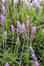 Lavender aromatic flowers, cultivation of lavender plant used as Royalty Free Stock Photo