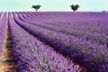 Lilac lavender field, summer landscape near Valensole in Provence, France. Nature background with copy space. Royalty Free Stock Photo