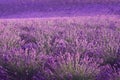 Lilac lavender field, summer landscape near Valensole in Provence, France. Nature background with copy space. Royalty Free Stock Photo