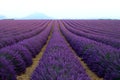 Lilac lavender field, summer landscape near Valensole in Provence, France. Nature background with copy space. Royalty Free Stock Photo