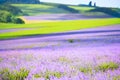 Lilac lavender fields and green in hilly areas. Blooming lavender fields. Royalty Free Stock Photo