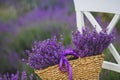 Lilac Lavender flowers in a wicker basket. Royalty Free Stock Photo