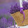 Lilac Lavender flowers in a wicker basket. Royalty Free Stock Photo