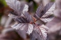 Lilac leaves in autumn