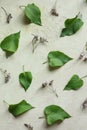 Lilac leaves and statice flowers on old paper background.