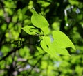 Lilac leaves