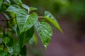 Lilac leaves are wet after rain on a cloudy day. Raindrops on green foliage