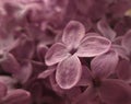 Lilac1 Royalty Free Stock Photo