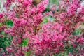 Lilac loropetalum during flowering close-up, texture background of pink flowers.