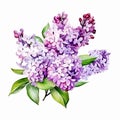 Lilac Love: A Stunning Watercolor Image of Spring\'s Favorite Flower Ai Generated