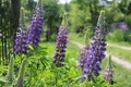Lilac lupine bloomed in the spring meadow