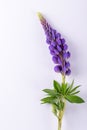 Lilac Lupine flower on a white background. Summer flower