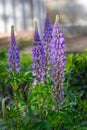 Lilac lupine flowers on a flowerbed in spring.