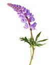 Lilac lupine flowers isolated on white