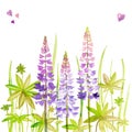 Lilac lupins with leaves, on a white background, watercolor handmade.