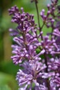 Lilac Minuet Royalty Free Stock Photo