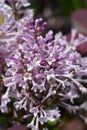 Lilac Minuet Royalty Free Stock Photo